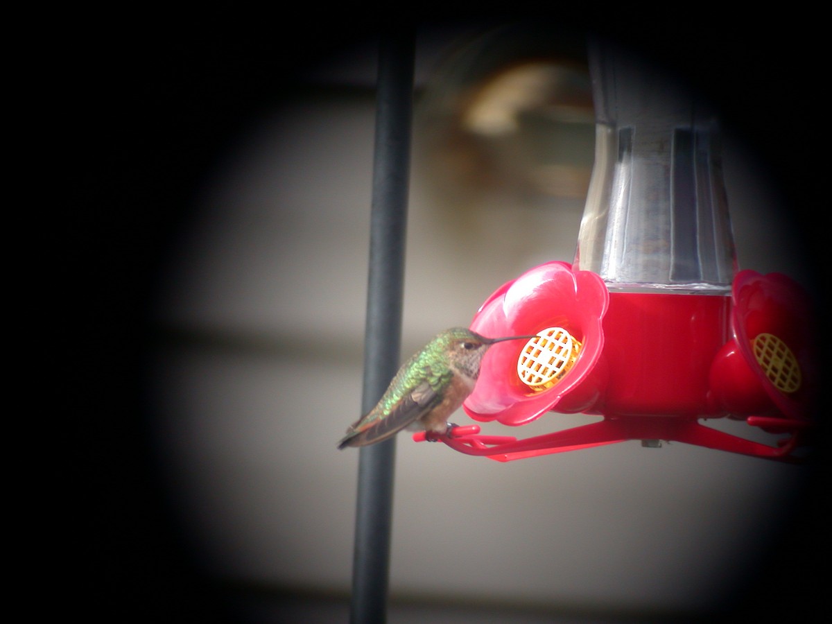 Colibrí de Allen - ML615117136