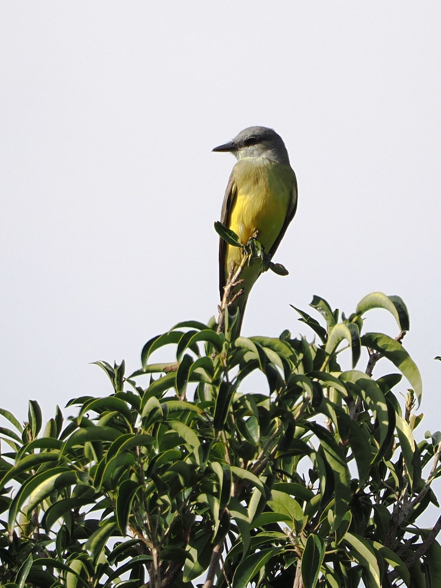 Tropical Kingbird - ML615117155