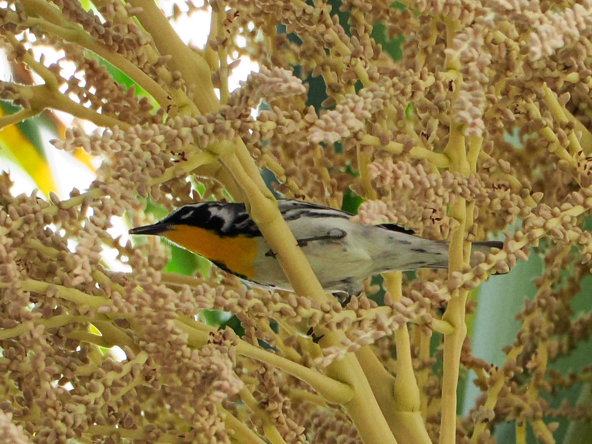 Yellow-throated Warbler - ML615117186