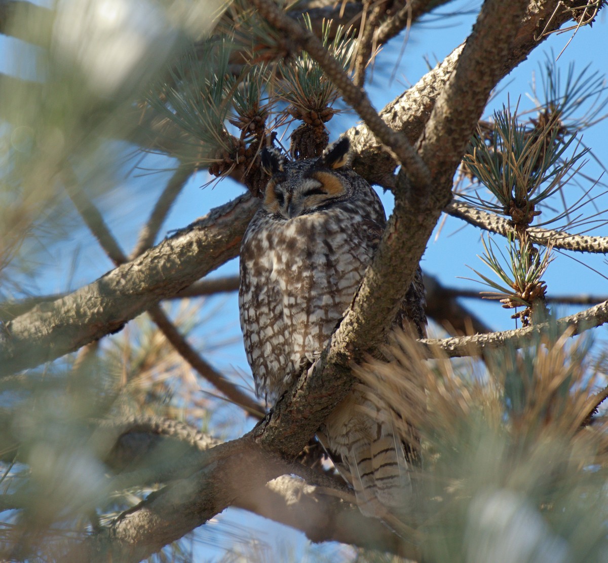 Long-eared Owl - Jean-Phillipe Boucher