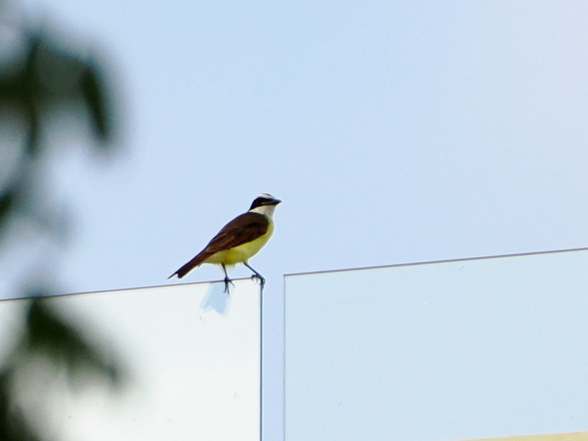 Great Kiskadee - ML615117247