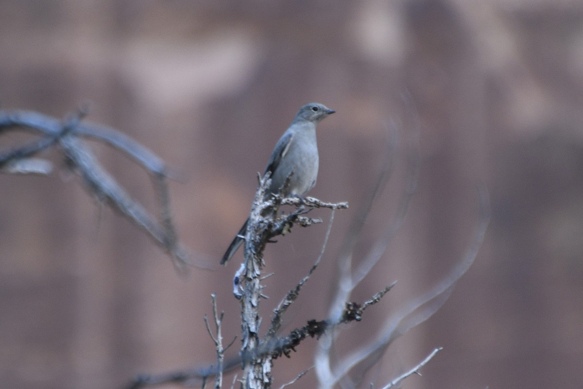 Townsend's Solitaire - ML615117403