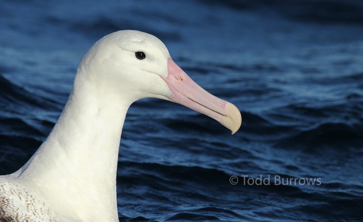 albatros královský - ML61511741