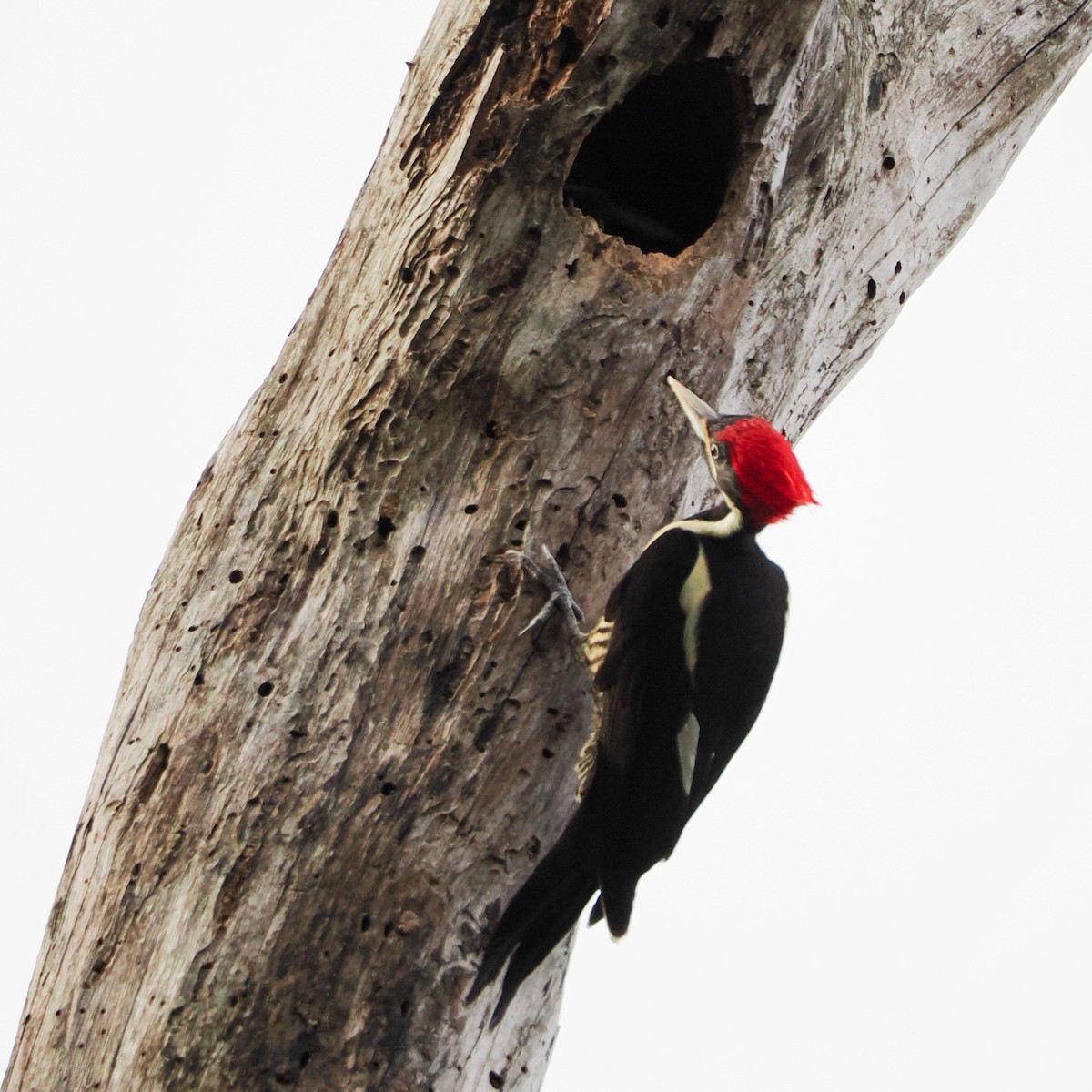 Lineated Woodpecker - ML615117498