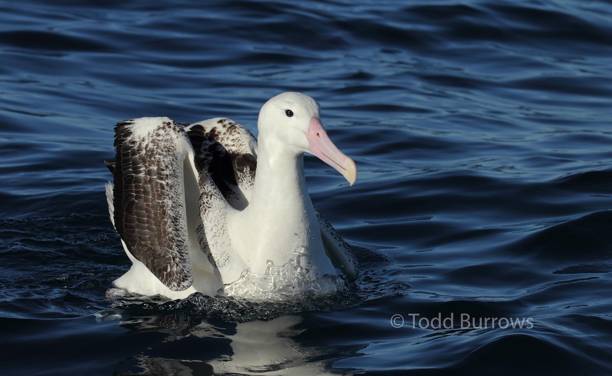 albatros královský - ML61511761