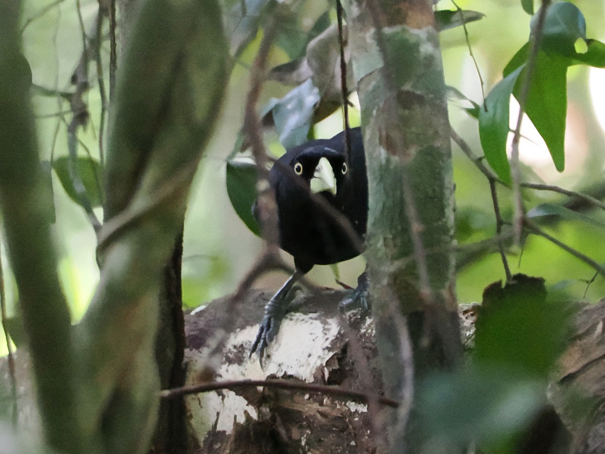 Cacique Piquiclaro (holosericeus/flavirostris) - ML615117654