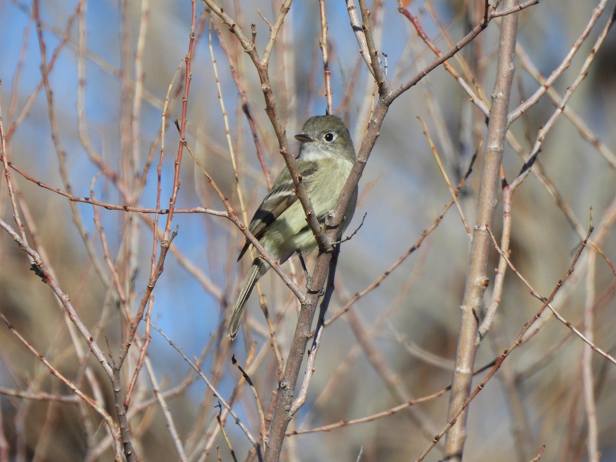 Dusky Flycatcher - ML615117662