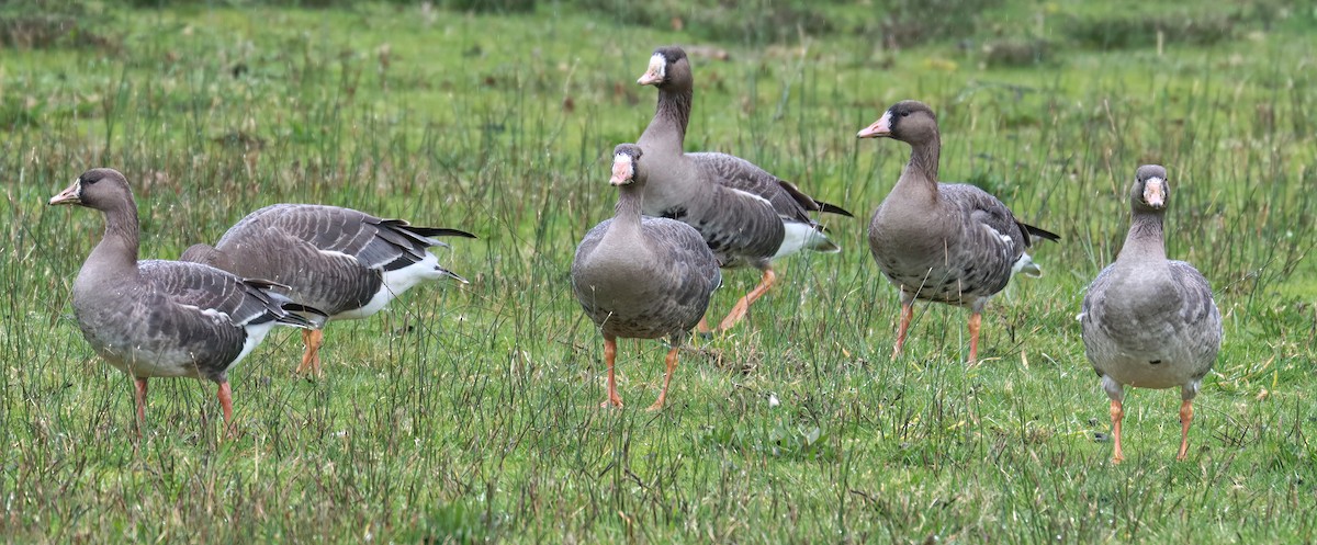 Greater White-fronted Goose - ML615117667