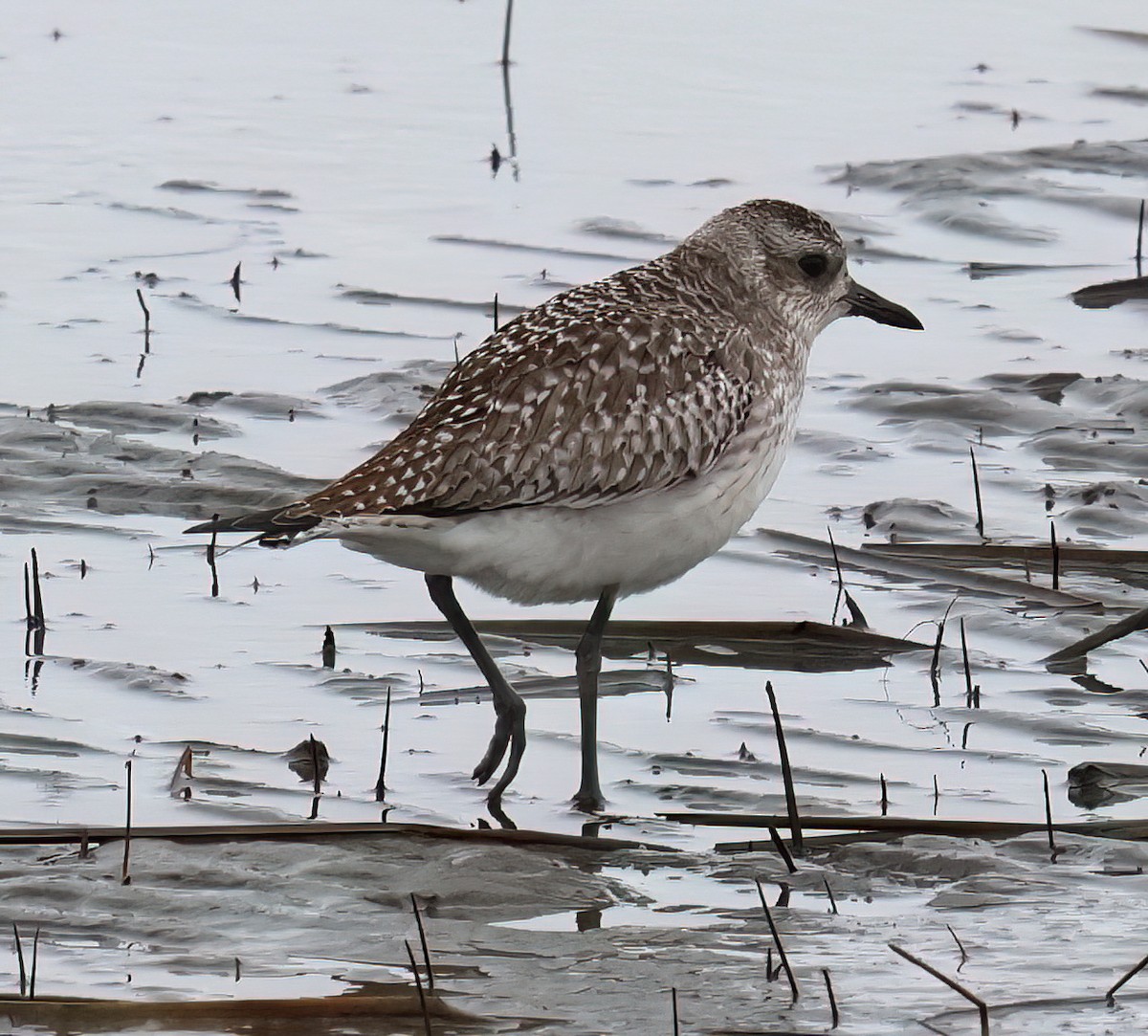 Black-bellied Plover - ML615117681