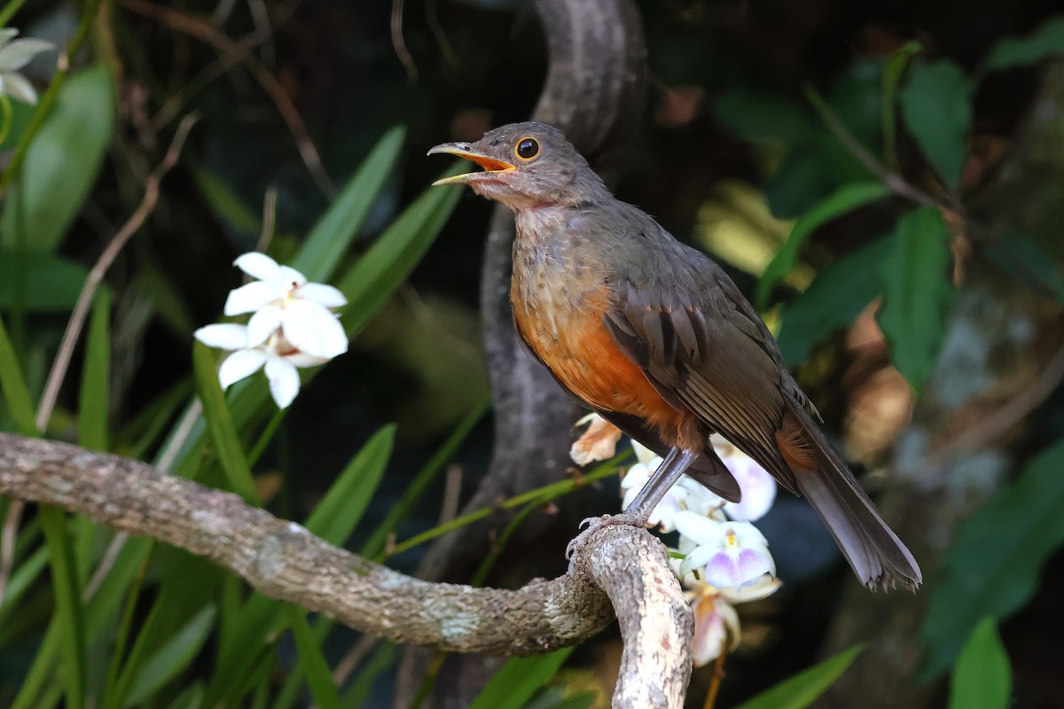 Rufous-bellied Thrush - ML615117697