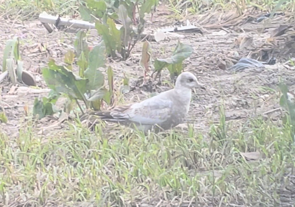 Short-billed Gull - ML615117705