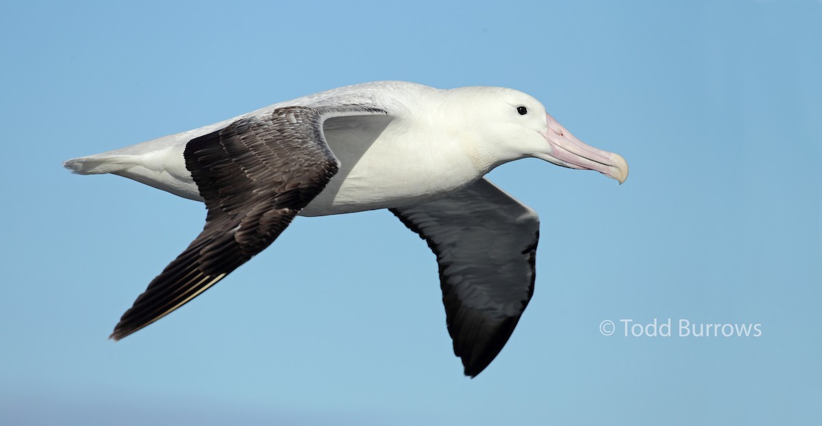 albatros královský - ML61511771