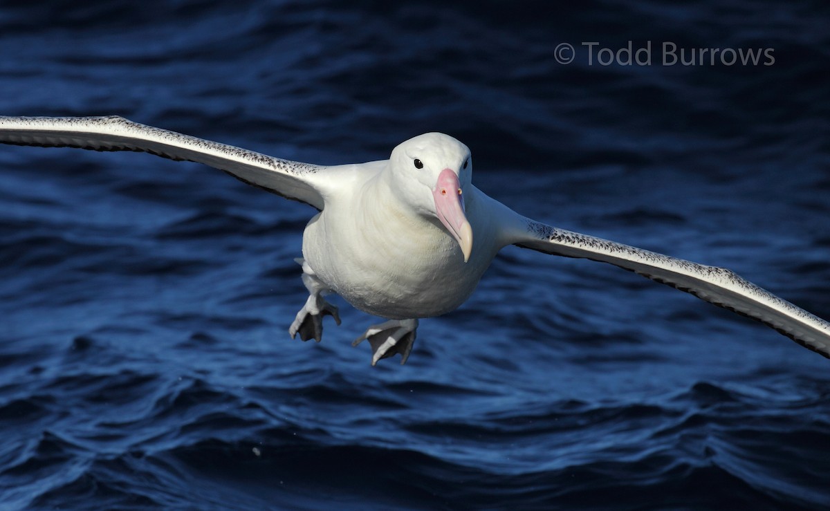 albatros královský - ML61511781