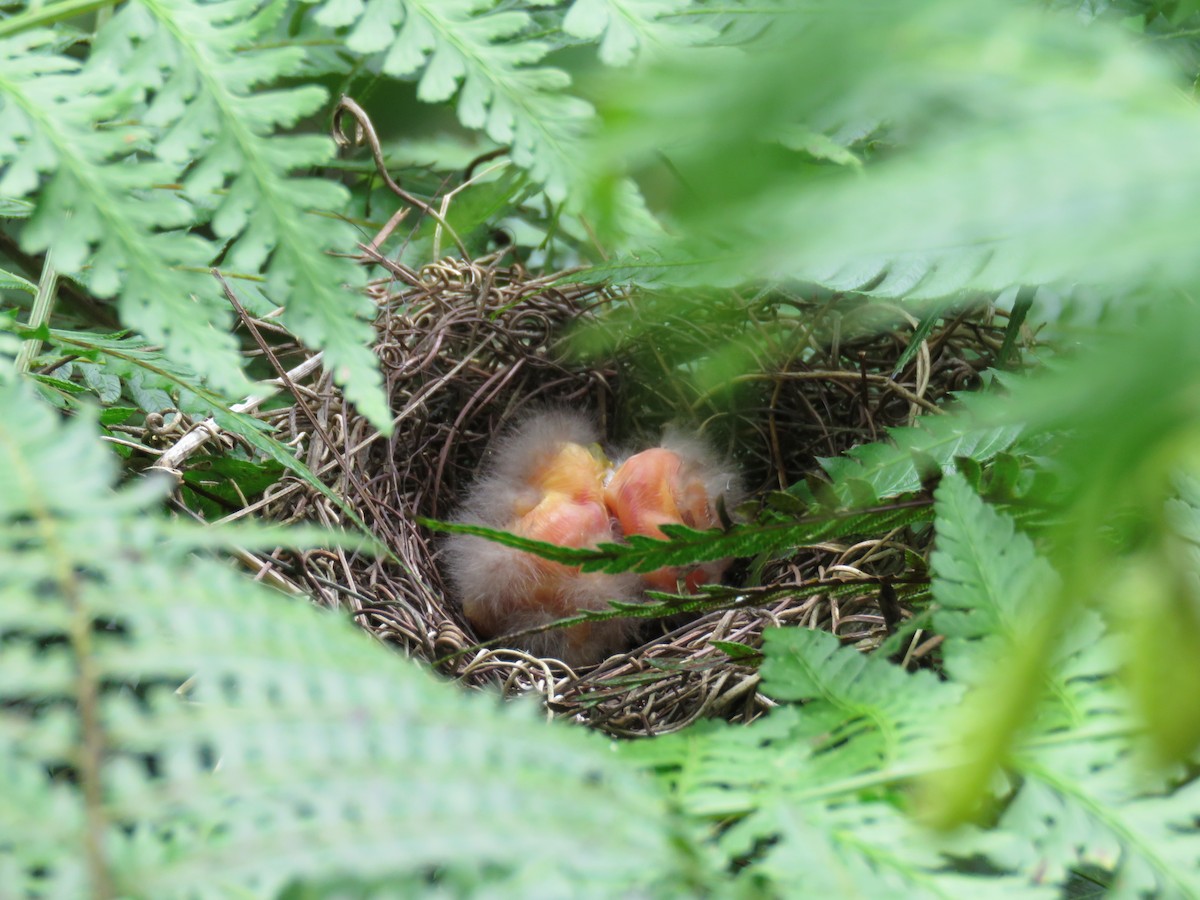 Highland Elaenia - Numa Nazar