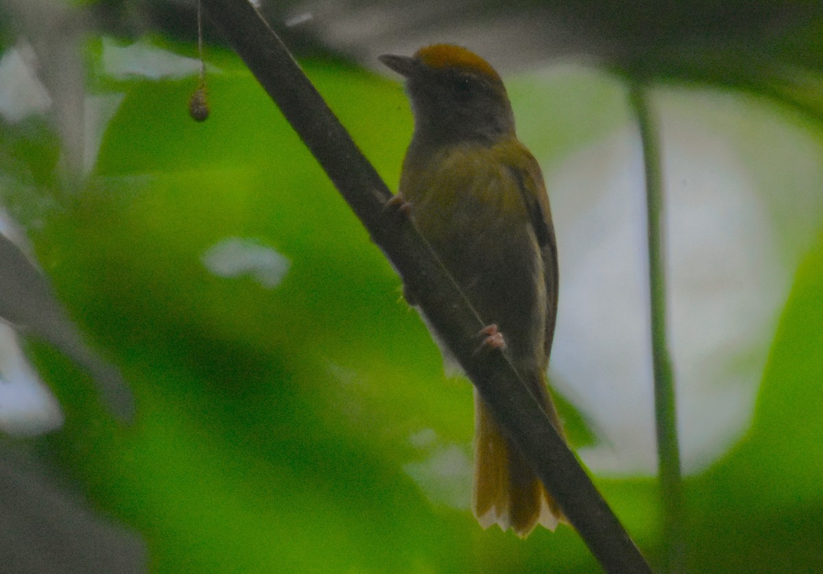 Tawny-crowned Greenlet - Rodolfo Dodero