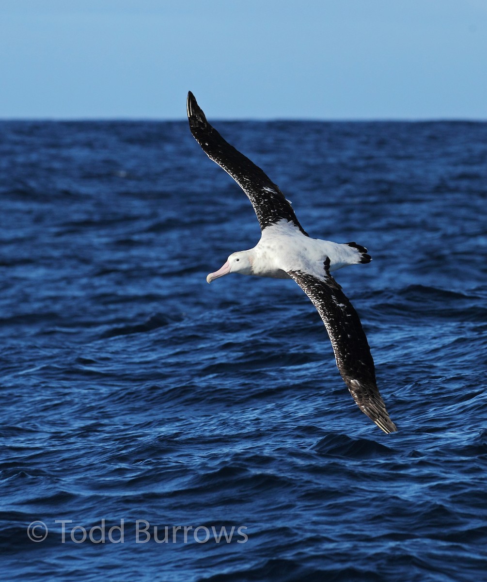 Albatros des Antipodes (gibsoni) - ML61511801