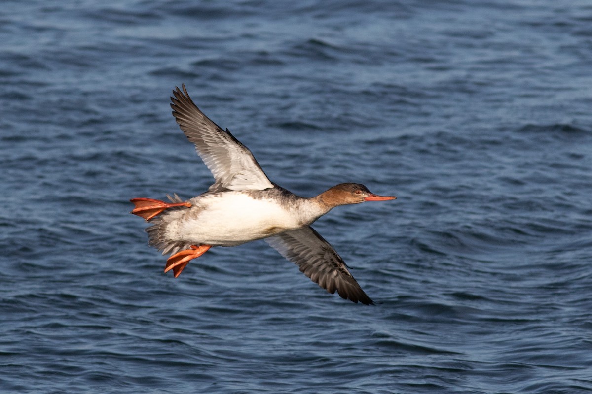 Red-breasted Merganser - Jesse Amesbury