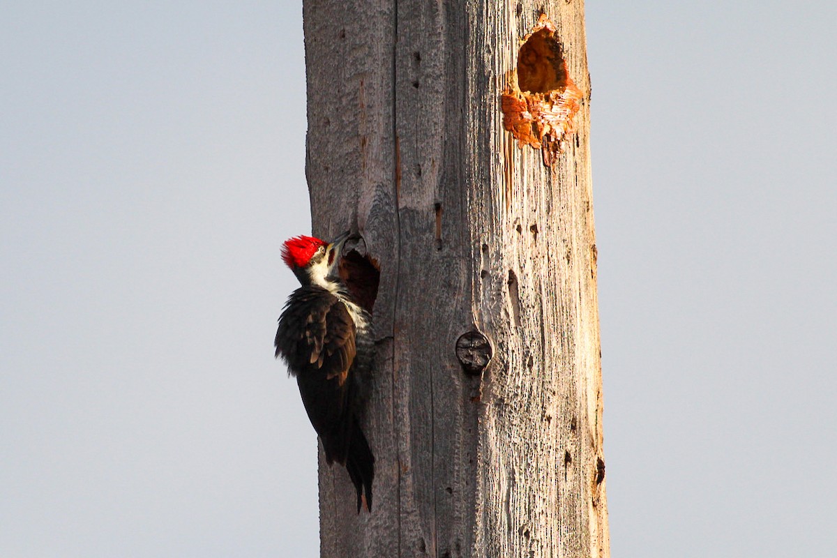 Pileated Woodpecker - ML615118076