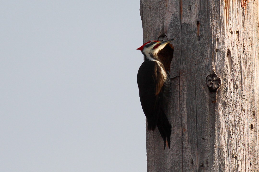 Pileated Woodpecker - Noah Chambers
