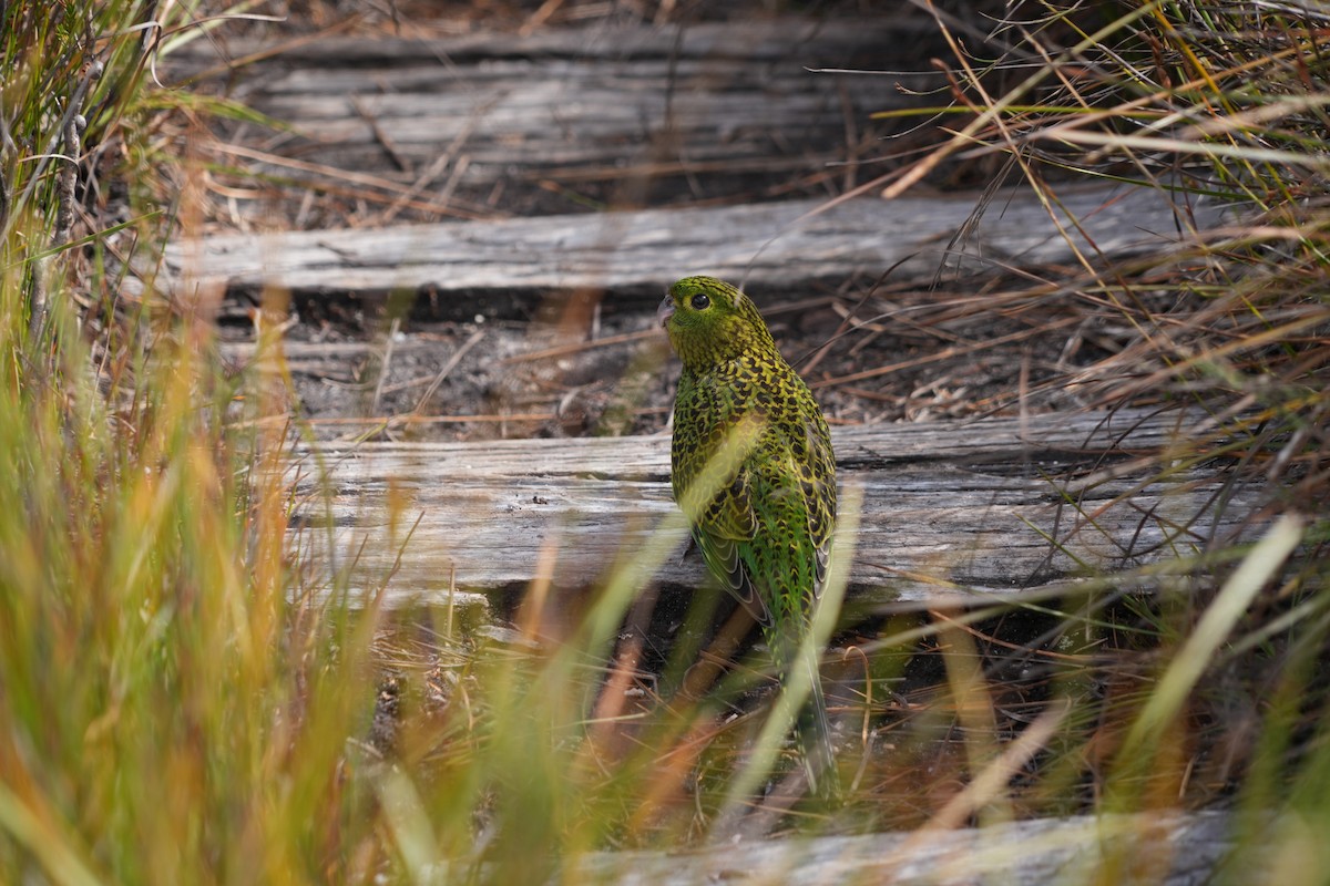 Ground Parrot - Jude Em