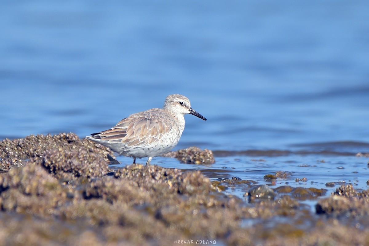 Red Knot - Neenad Abhang