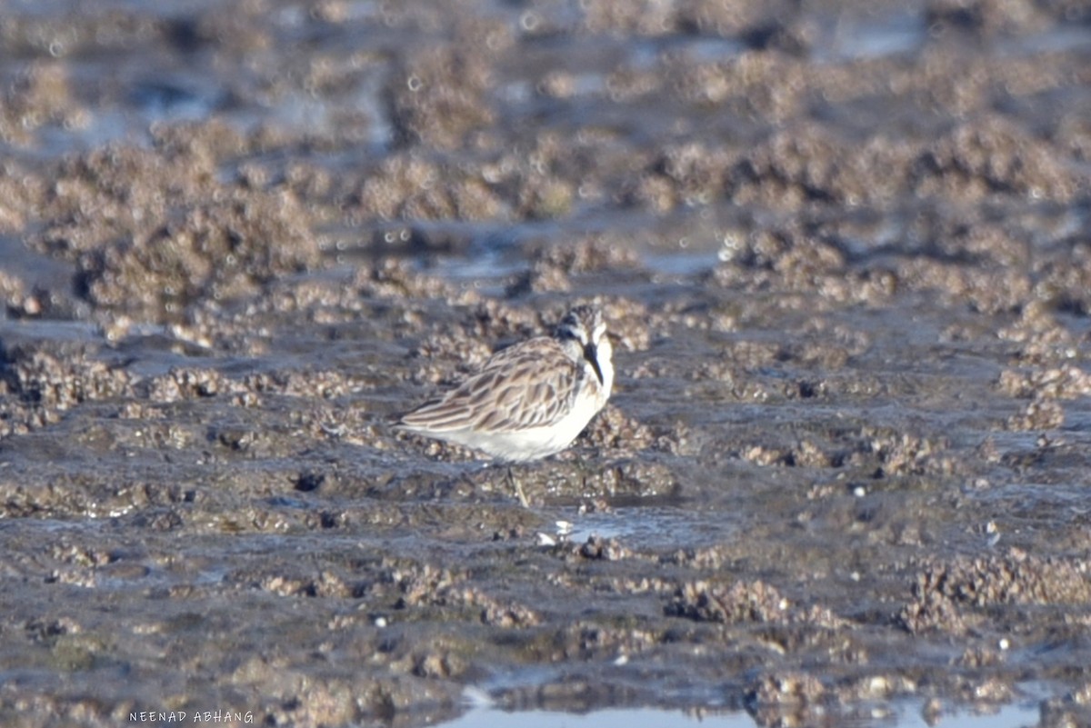 Broad-billed Sandpiper - Neenad Abhang