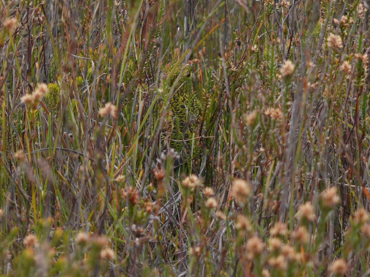 Ground Parrot - Jude Em