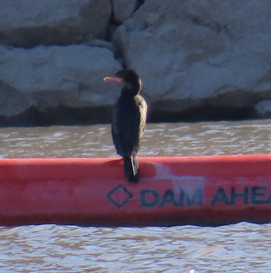 Neotropic Cormorant - ML615118221