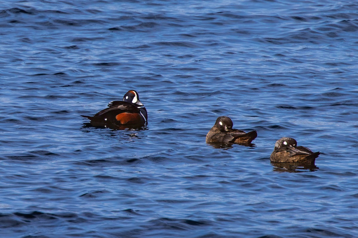 Harlequin Duck - ML615118254