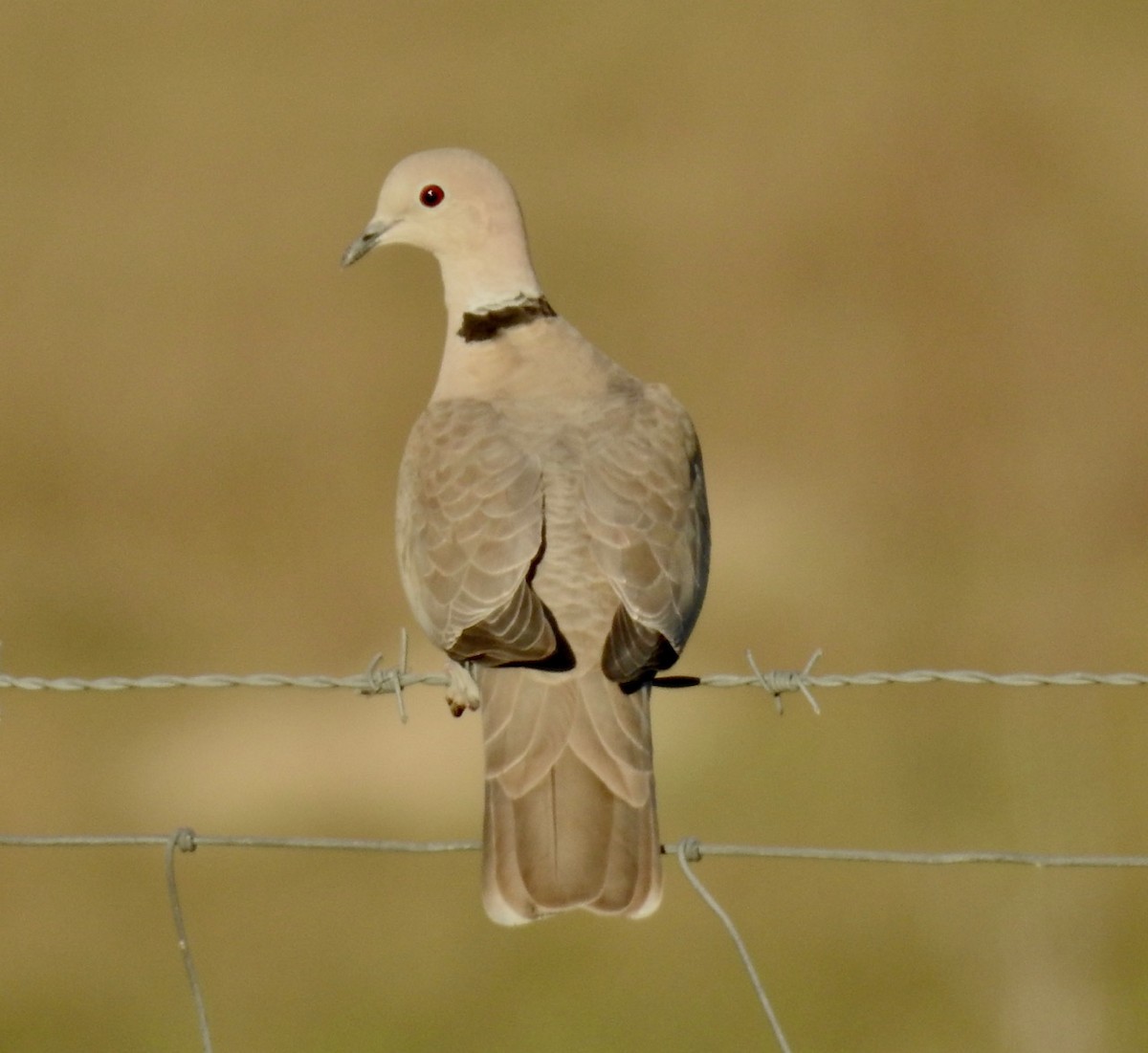 Eurasian Collared-Dove - ML615118293
