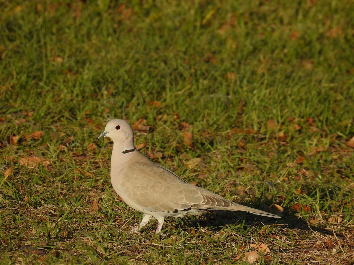 Eurasian Collared-Dove - alice horst