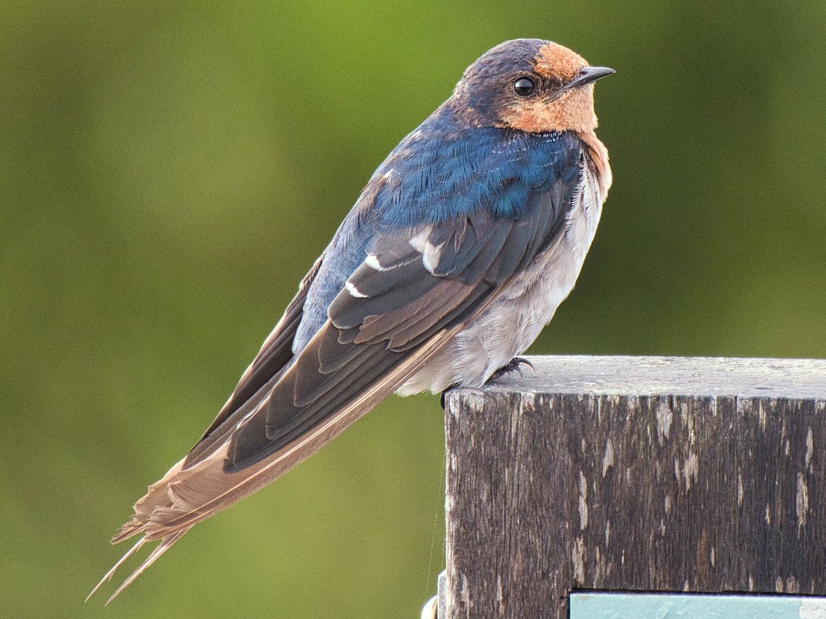 Golondrina Australiana - ML615118326