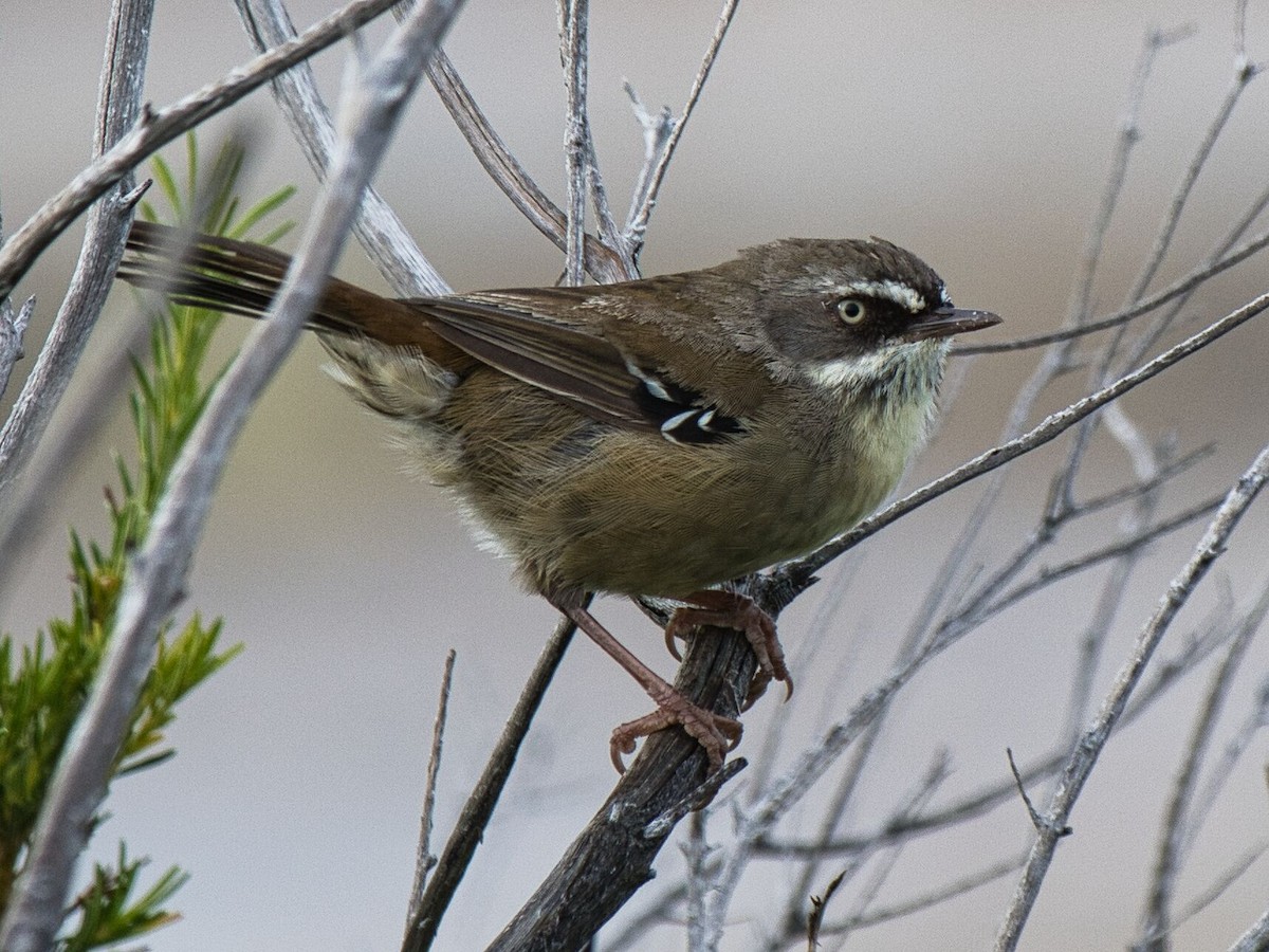 White-browed Scrubwren - ML615118336