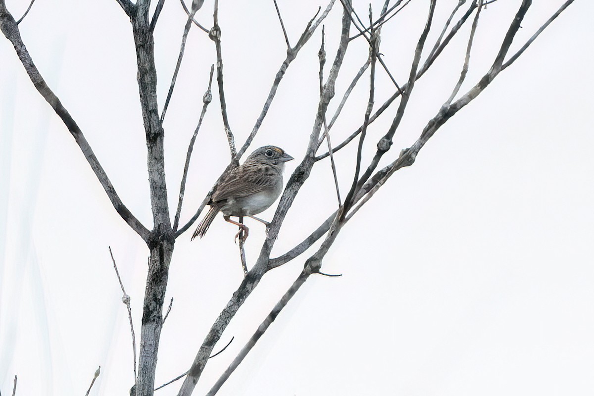 Grassland Sparrow - ML615118339