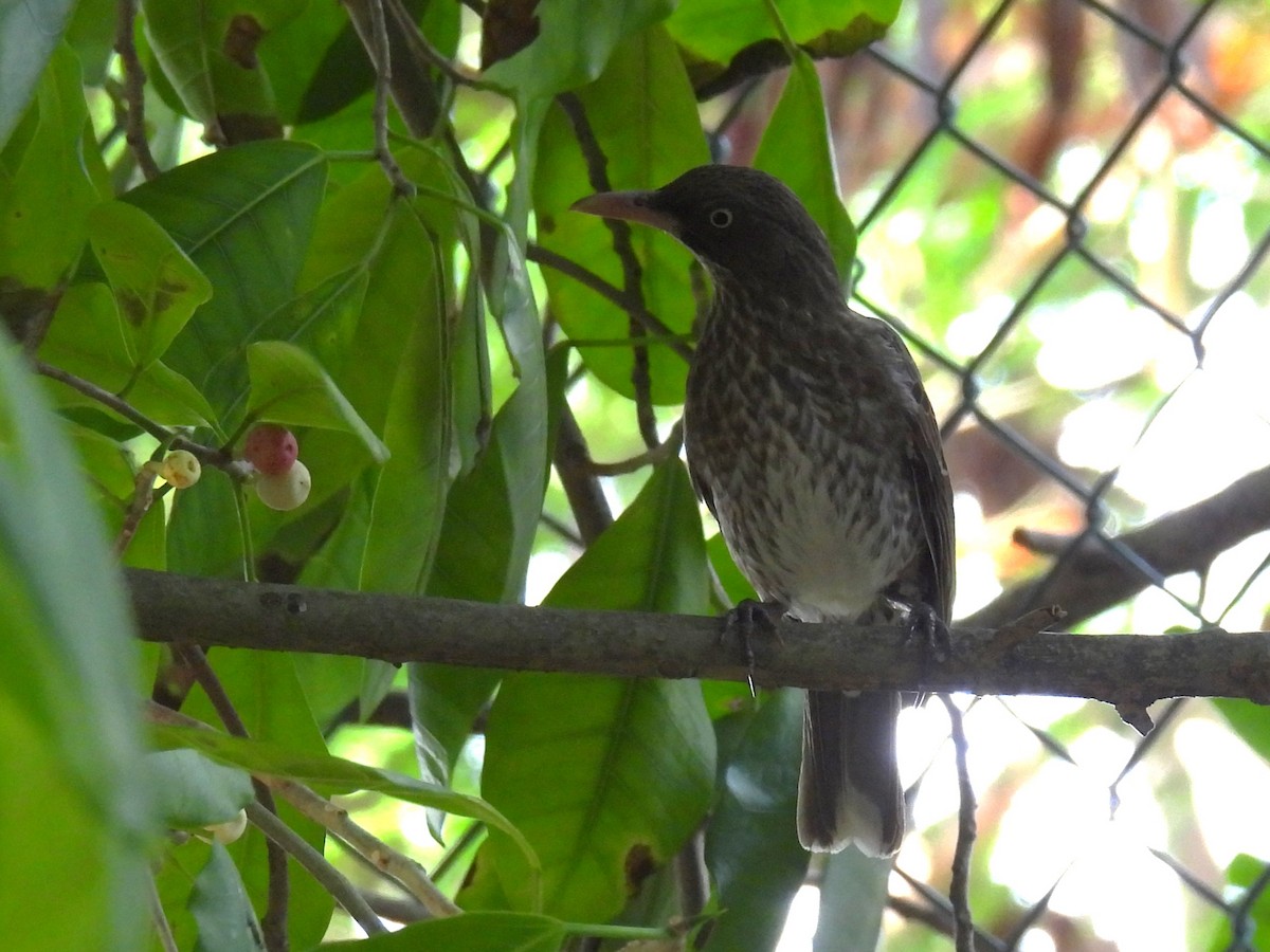 Pearly-eyed Thrasher - ML615118470