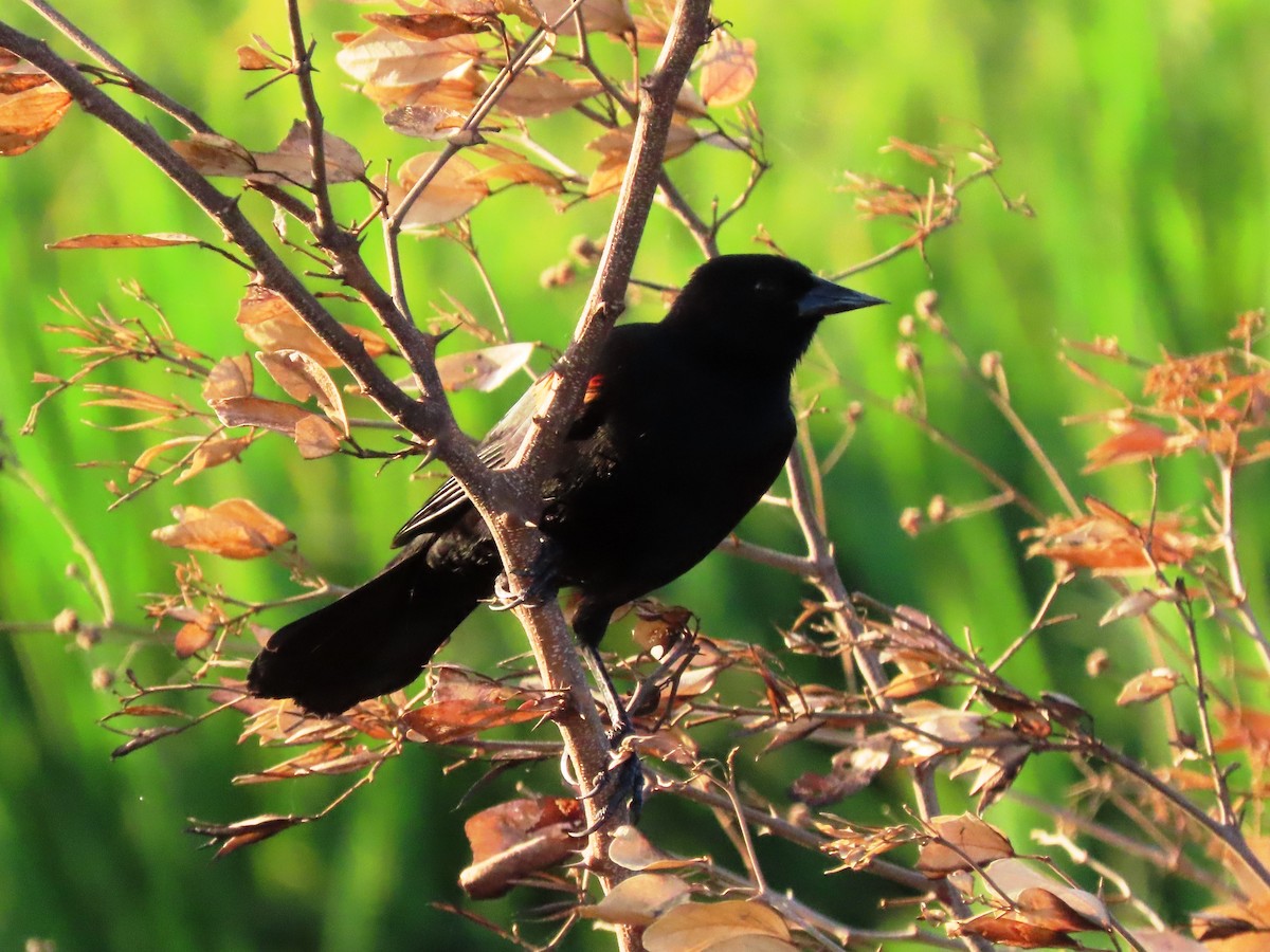 Red-winged Blackbird - Cynthia Tercero