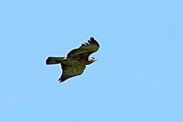 Ayres's Hawk-Eagle - Daniel Winzeler