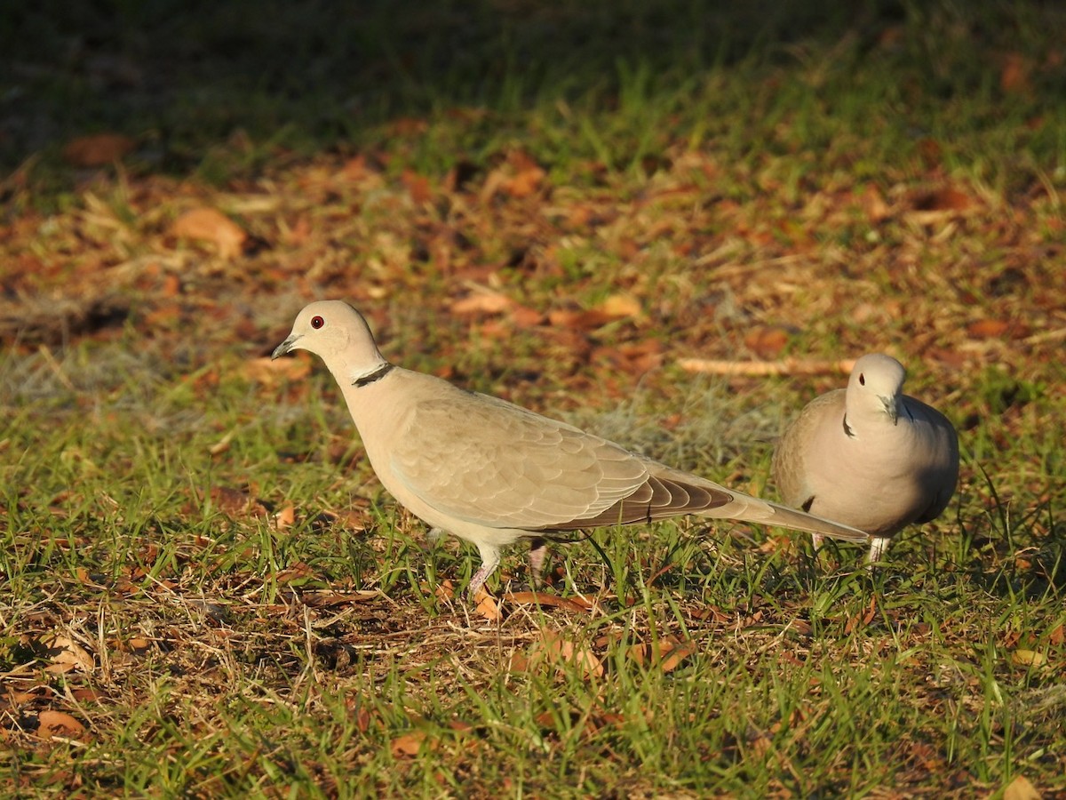 Eurasian Collared-Dove - ML615118639