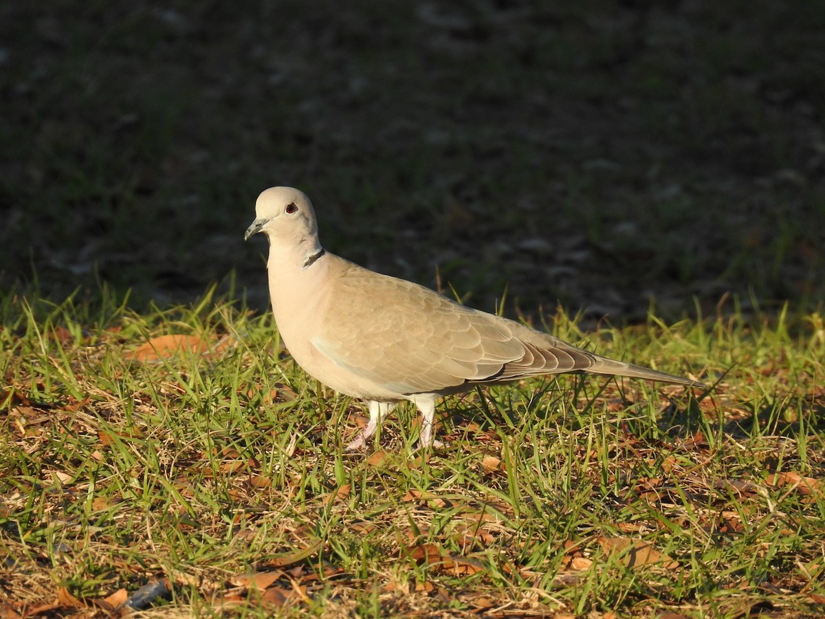 Eurasian Collared-Dove - ML615118640