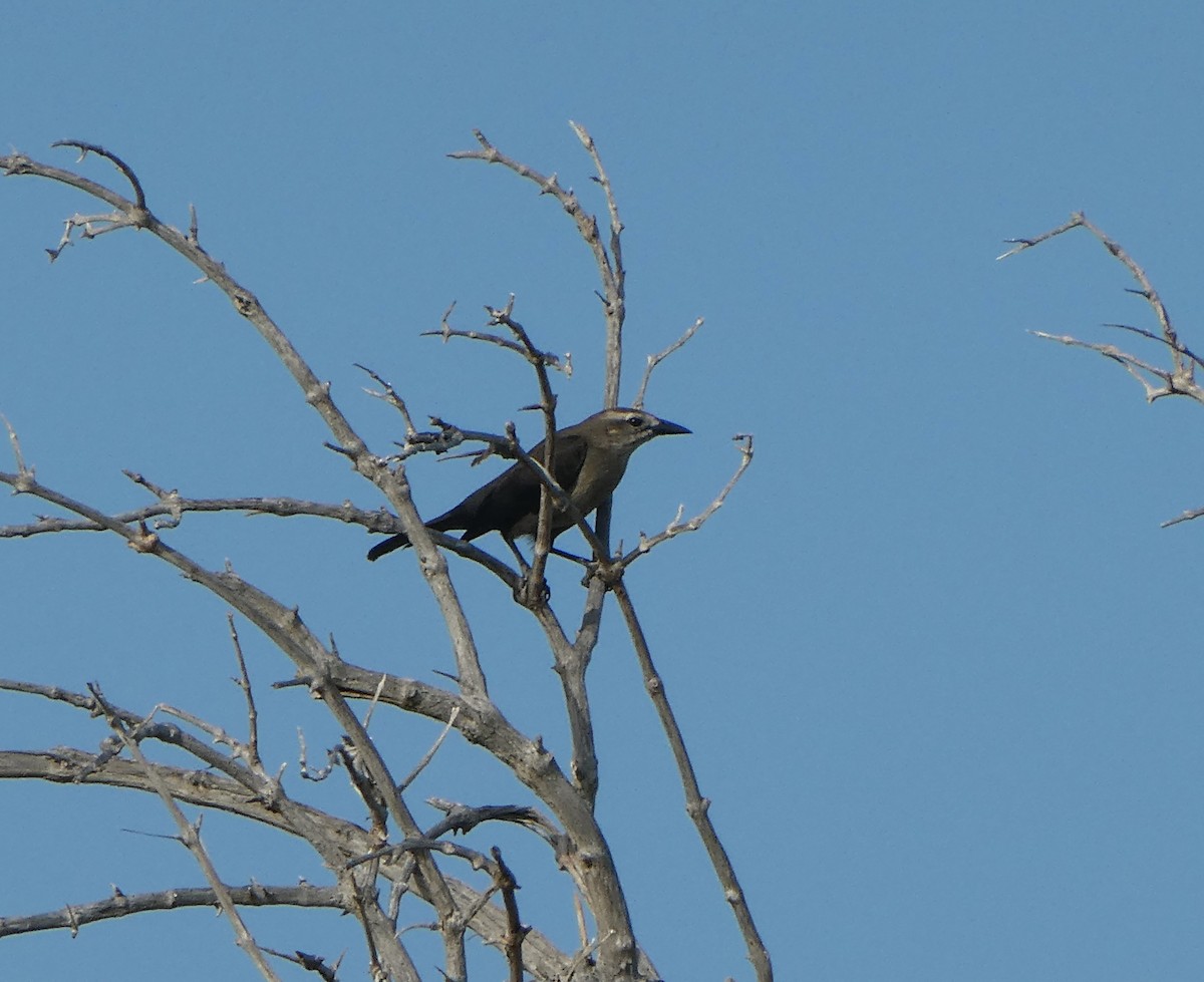 Golondrina Caribeña - ML615118662