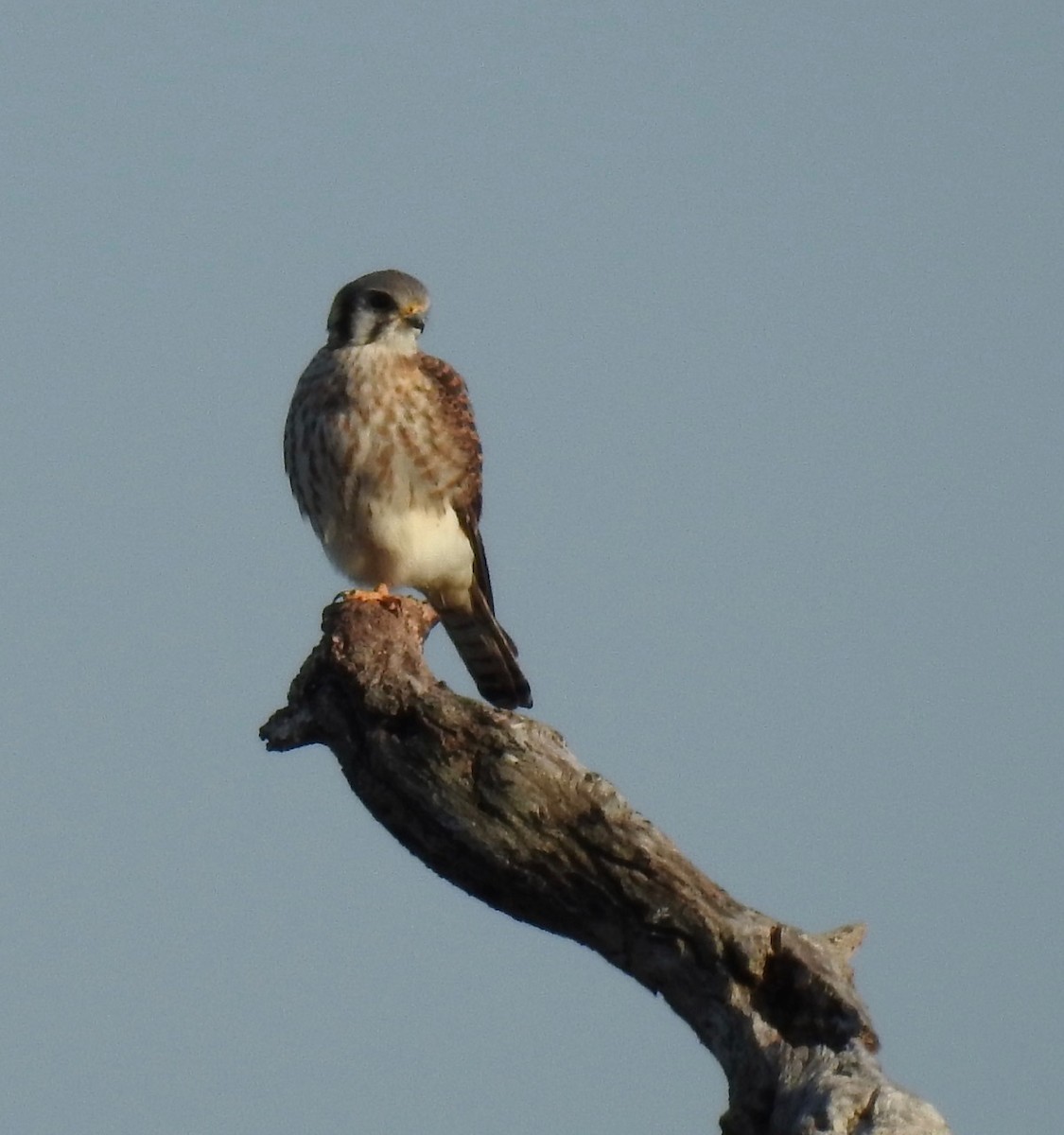 American Kestrel - ML615118663