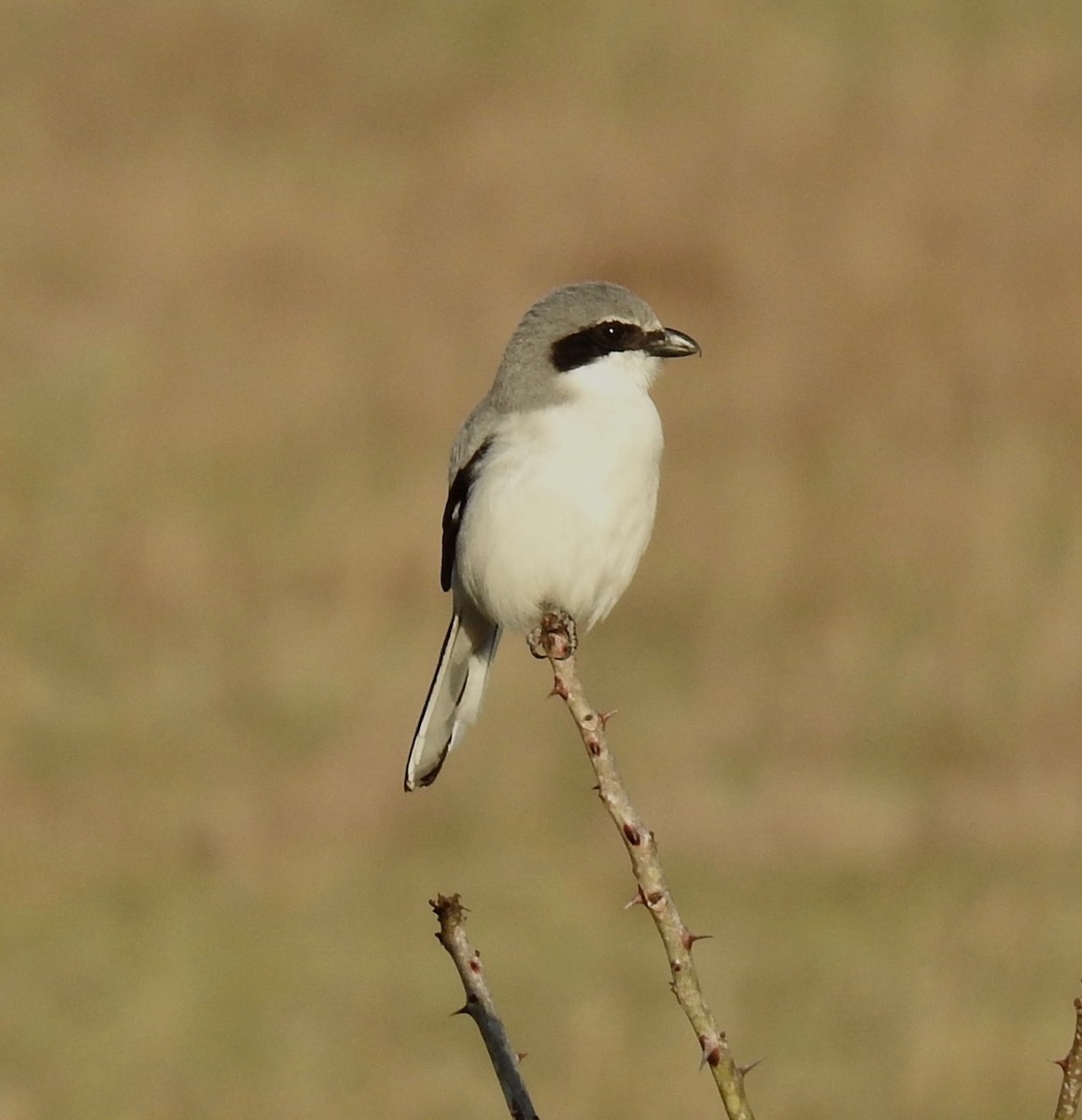 Loggerhead Shrike - ML615118667