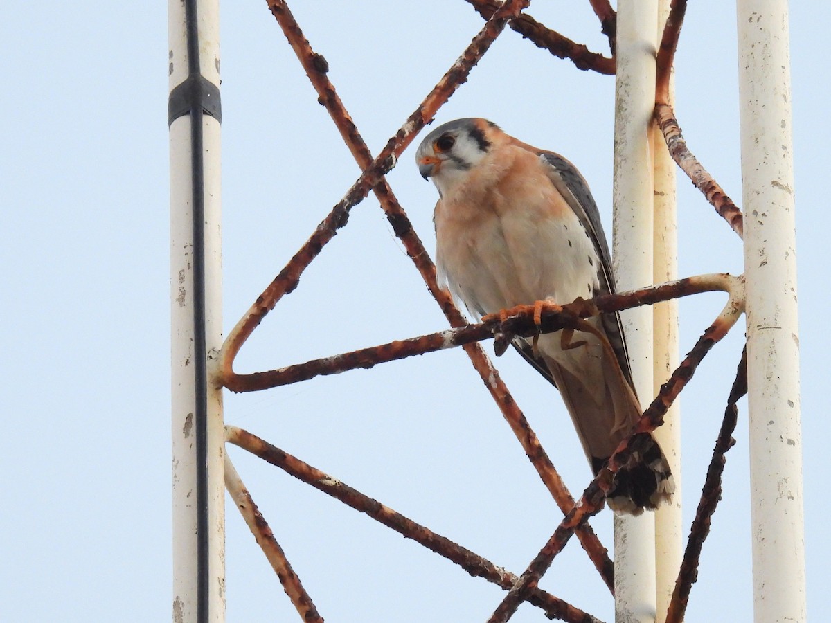 American Kestrel (Hispaniolan) - Tyler Stewart