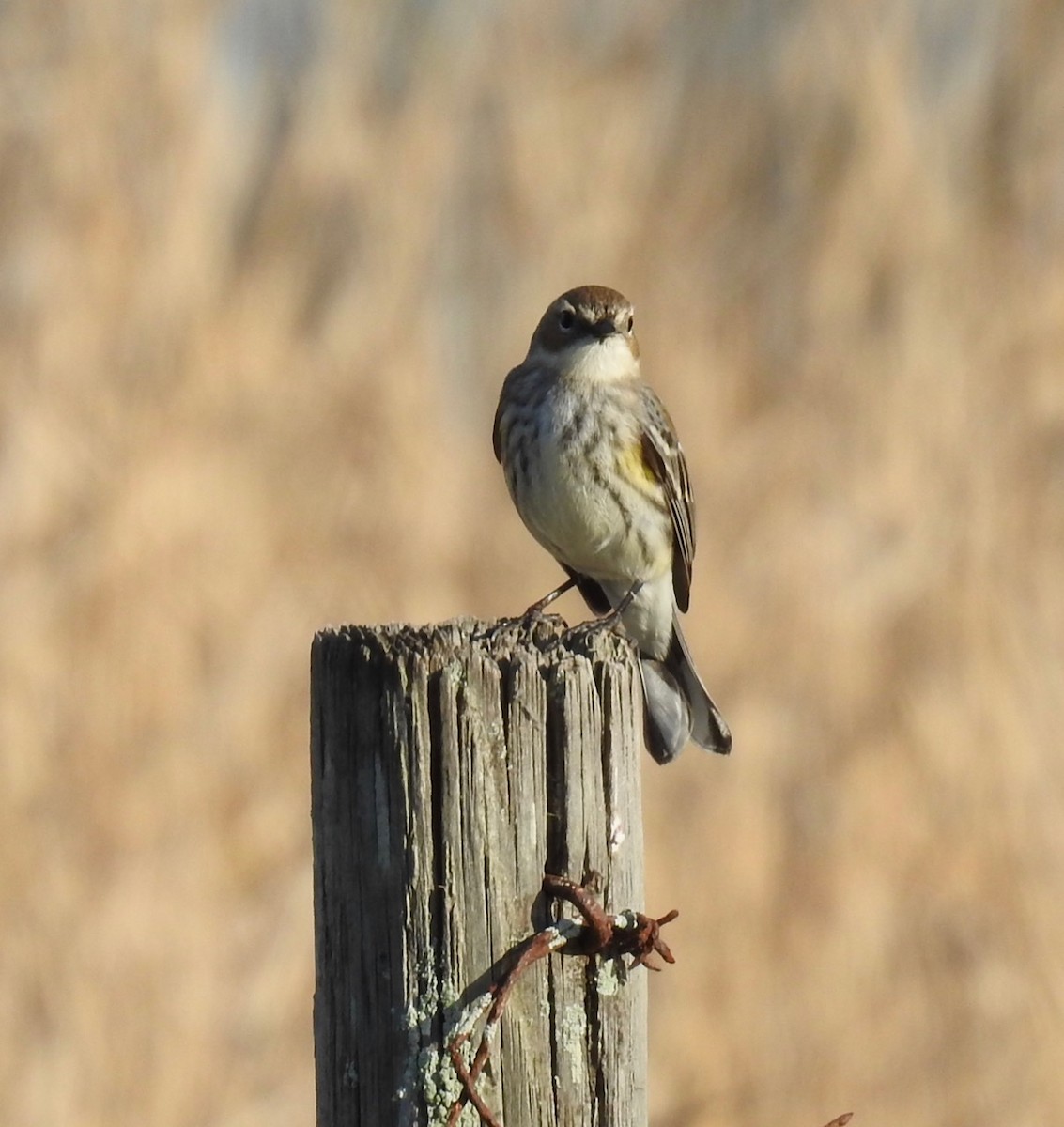 Yellow-rumped Warbler - ML615118679