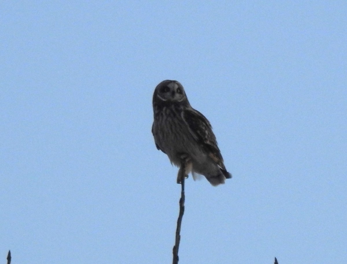 Short-eared Owl - ML615118686
