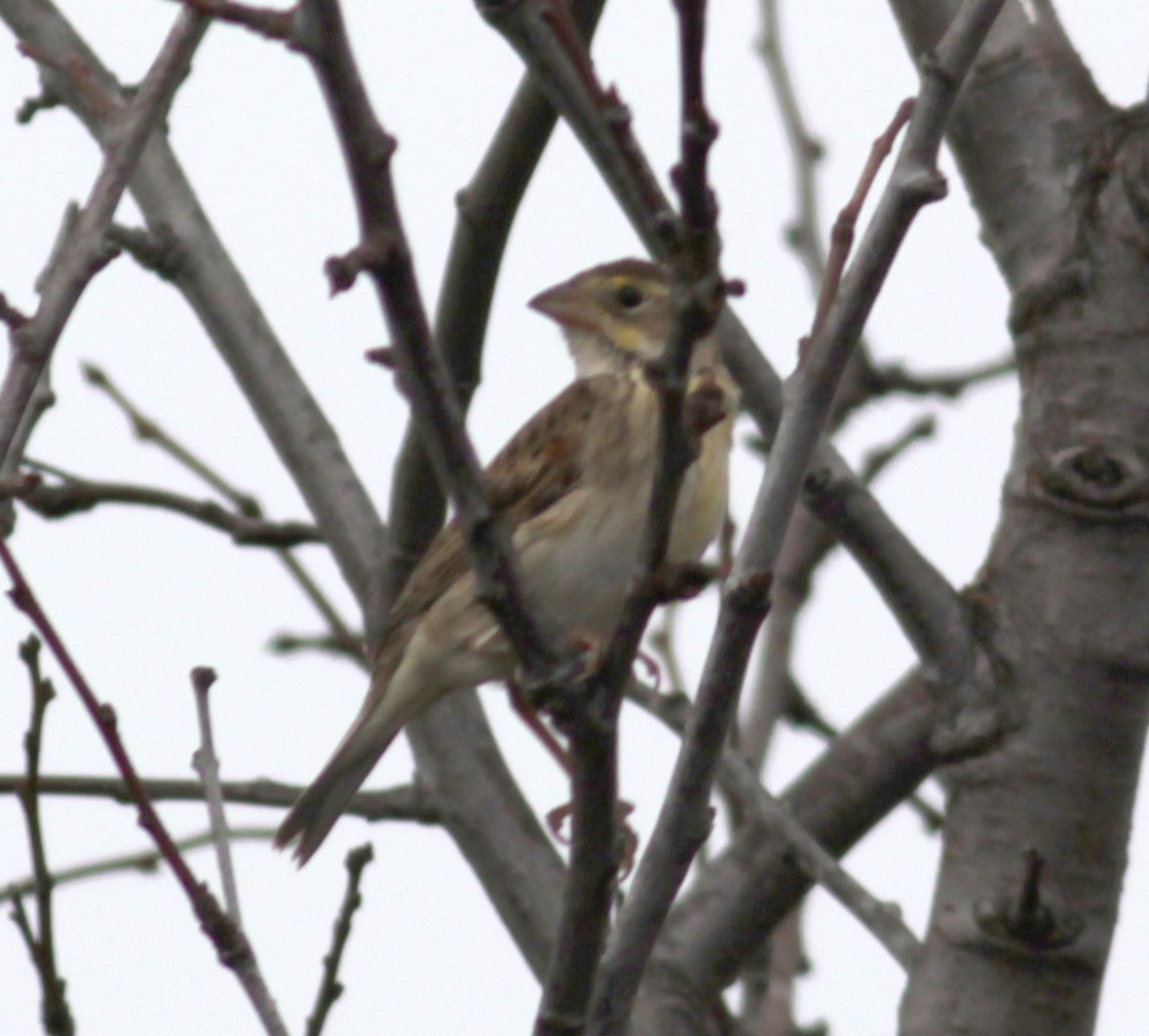 Dickcissel - Matthew Dodder