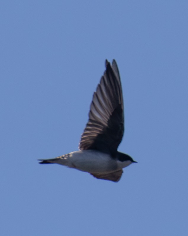 Golondrina Bicolor - ML615118766