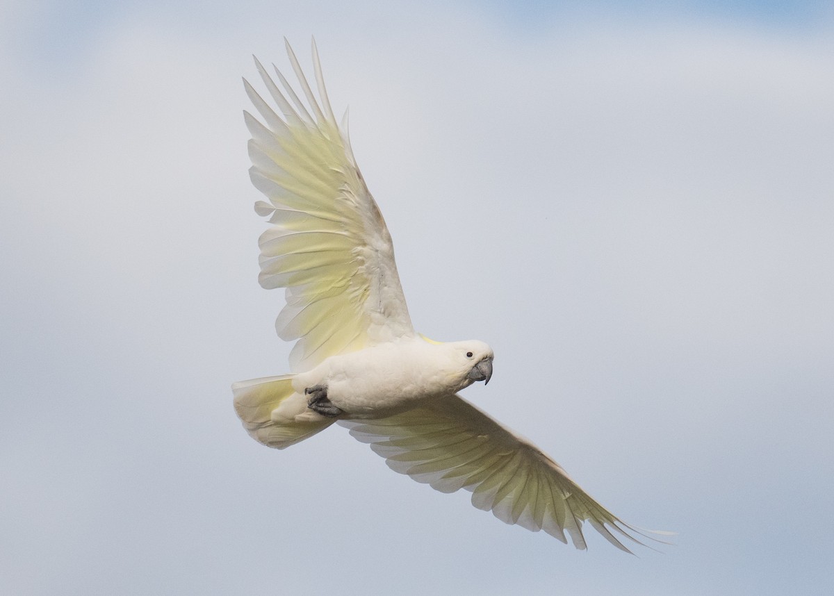 Sulphur-crested Cockatoo - ML615118805