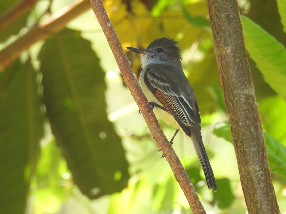 Stolid Flycatcher - Tyler Stewart