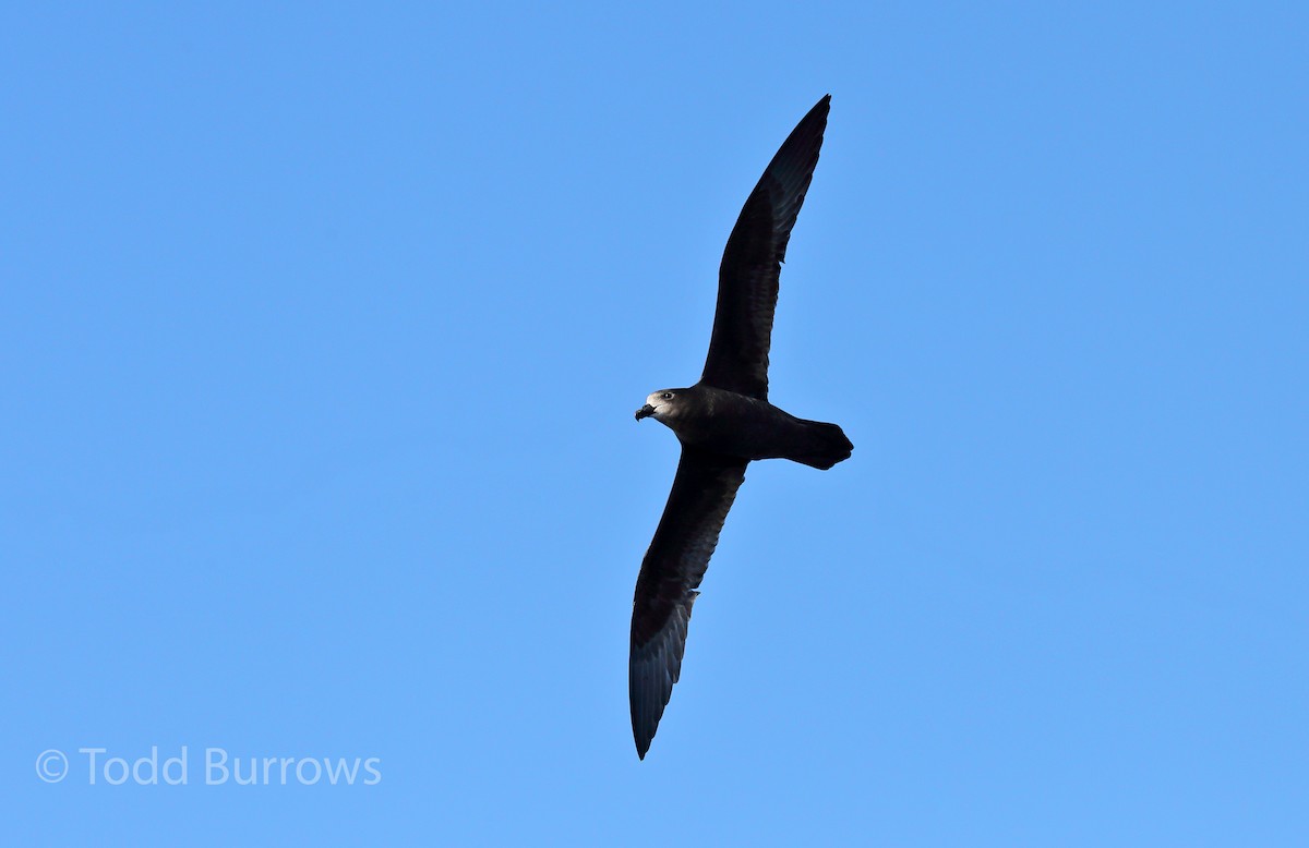 Gray-faced Petrel - ML61511881